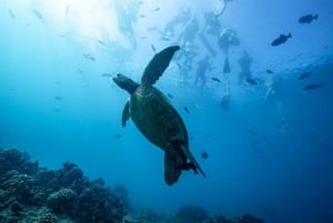 Waikiki: Schnorcheltour mit Hawaiianischen Grünen Meeresschildkröten