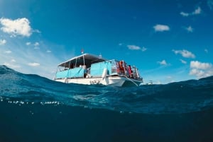 Waikiki: Wycieczka z rurką z hawajskimi zielonymi żółwiami morskimi