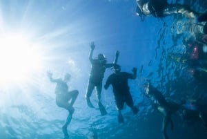Waikiki: tour di snorkeling con le tartarughe marine verdi hawaiane