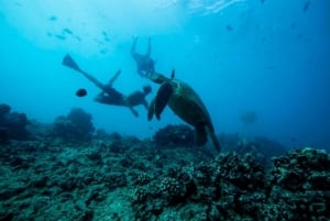 Waikiki Excursión de snorkel con tortugas verdes hawaianas