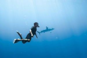 Waikiki: Snorkeltur med hawaiiske grønne havskilpadder