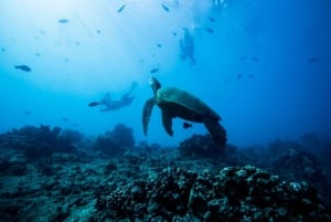 Waikiki: Snorkeltur med Hawaiis gröna havssköldpaddor