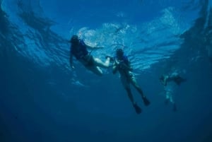 Waikiki: Snorkeltur med hawaiiske grønne havskilpadder