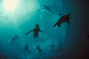 Waikiki: passeio de mergulho com snorkel com tartarugas marinhas verdes havaianas
