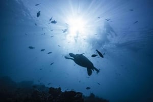 Waikiki: tour di snorkeling con le tartarughe marine verdi hawaiane