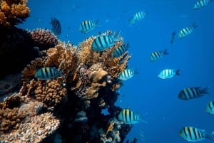 Waikiki: Snorkling och lek i havet