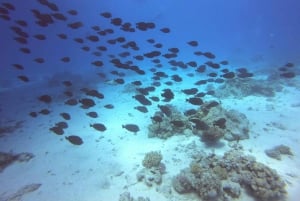 Waikiki: Snorkling och lek i havet