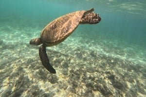 Waikiki: Surf-Unterricht Einfacher 60-Minuten-Unterricht ohne Gedränge!