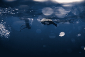 Вайкики: сноркелинг в Черепашьем каньоне (до 6 пассажиров)