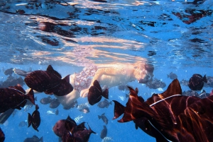 Waikiki: Turtle Canyon Snorkel Tour with Small Group
