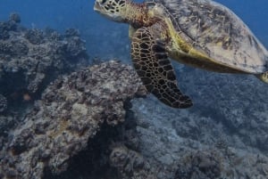 Waikiki: Turtle Canyon Snorkel Tour with Small Group