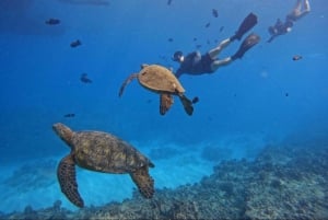 Waikiki: Turtle Canyon Snorkel Tour with Small Group