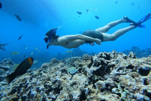 Waikiki: Turtle Canyon Snorkel Tour with Small Group