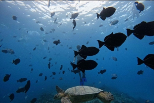 Waikiki: Turtle Canyon Snorkel Tour with Small Group