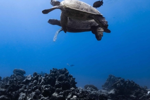Waikiki: Turtle Canyon Snorkel Tour with Small Group