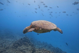 Waikiki: Turtle Canyon Snorkel Tour with Small Group