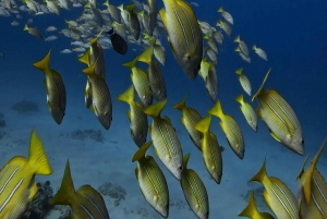 Waikiki: Turtle Canyon Snorkel Tour with Small Group