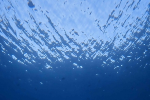 Waikiki: Turtle Canyon Snorkel Tour with Small Group