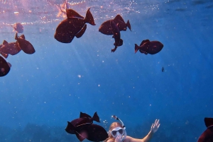 Waikiki: Turtle Canyon Snorkel Tour with Small Group