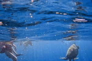 Waikiki: Turtle Canyon Snorkel Tour with Small Group