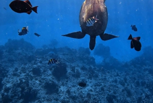Waikiki: Turtle Canyon Snorkel Tour with Small Group