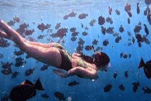 Waikiki: Turtle Canyon Snorkel Tour with Small Group