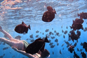 Waikiki: Turtle Canyon Snorkel Tour with Small Group