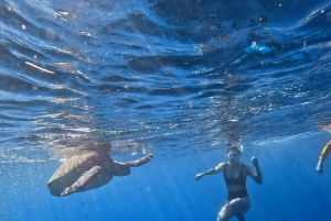 Waikiki: Turtle Canyon Snorkel Tour with Small Group