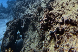 Waikiki: Turtle Canyon Snorkel Tour with Small Group