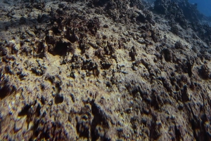 Waikiki: Turtle Canyon Snorkel Tour with Small Group