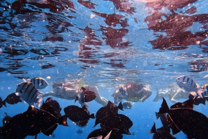 Waikiki: Turtle Canyon Snorkel Tour with Small Group