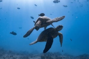 Waikiki: Turtle Canyon Snorkel Tour with Small Group