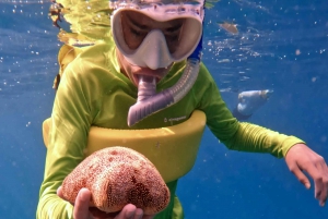 Waikiki: Turtle Canyon Snorkel Tour with Small Group