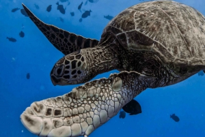 Waikiki: Turtle Canyon Snorkel Tour with Small Group