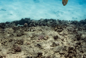 Waikiki: Turtle Canyon Snorkel Tour with Small Group