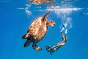 Waikiki: Turtle Canyon Snorkel Tour with Small Group