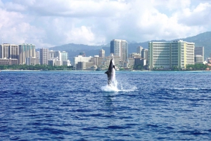 Waikiki: rejs wycieczkowy z nurkowaniem w Kanionie Żółwi