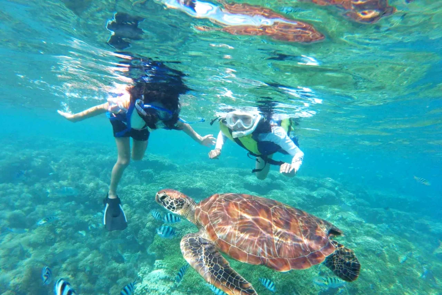 Waikiki Crucero de snorkel con tortuga y plataforma de salto de 6 metros