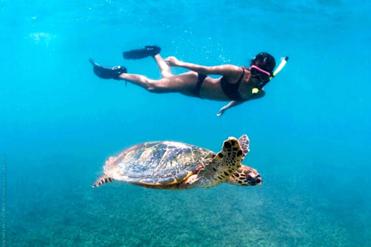Waikiki Crucero de snorkel con tortuga y plataforma de salto de 6 metros