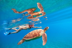 Waikiki Crucero de snorkel con tortuga y plataforma de salto de 6 metros