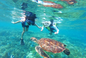 Waikiki Crucero de snorkel con tortuga y plataforma de salto de 6 metros