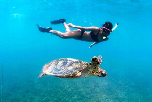 Waikiki Crucero de snorkel con tortuga y plataforma de salto de 6 metros