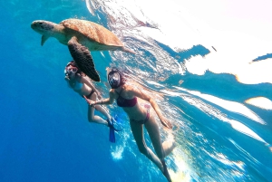 Waikiki Crucero de snorkel con tortuga y plataforma de salto de 6 metros