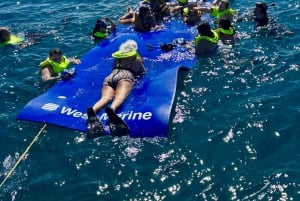 Waikiki: Turtle Snorkeling Experience