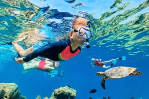 Waikiki: Turtle Snorkeling Experience