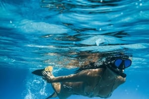 Waikiki: Turtle Snorkeling Experience