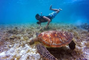 Waikiki: Turtle Snorkeling Experience