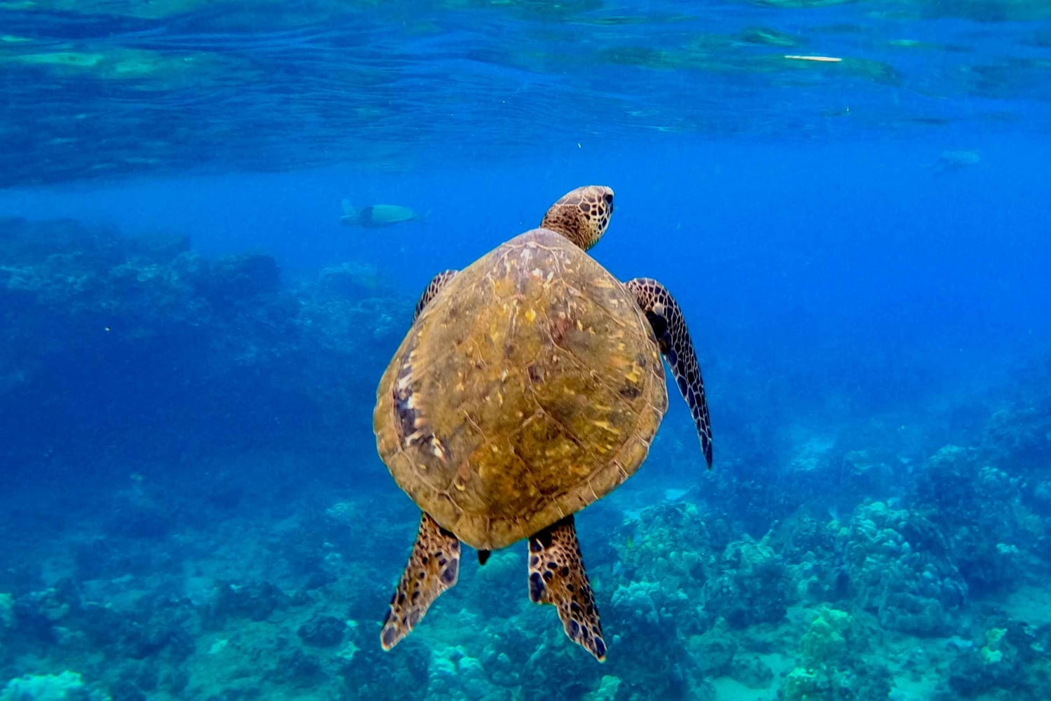 Wailea Beach: Snorkeling for Non-Swimmers Guided Tour