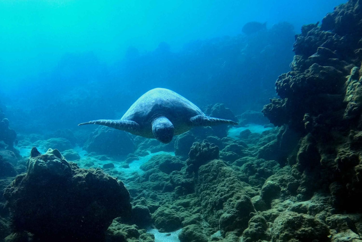 Wailea Beach: Snorkeling for Non-Swimmers Guided Tour