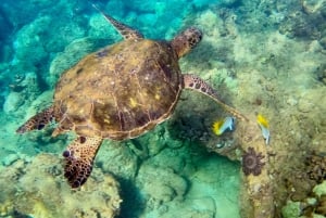 Wailea Beach: Snorkeling for Non-Swimmers Guided Tour